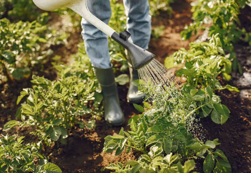 Mastering Succession Planting with Encore Presentation